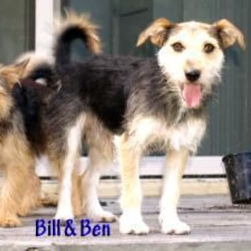 Ben