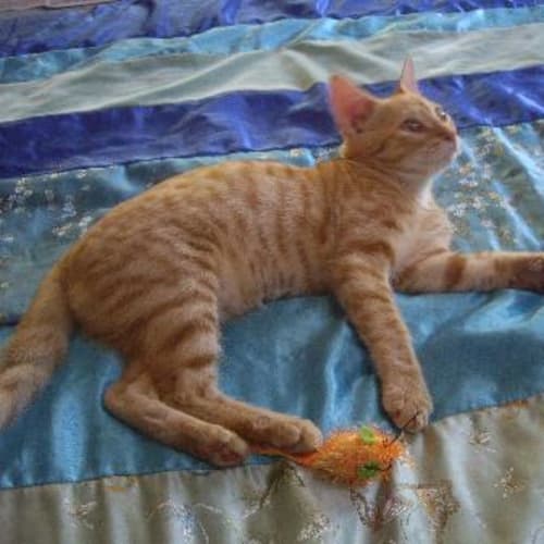 No photo for Aslan & Orlando