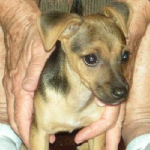 No photo for Precious***Adoption Pending***