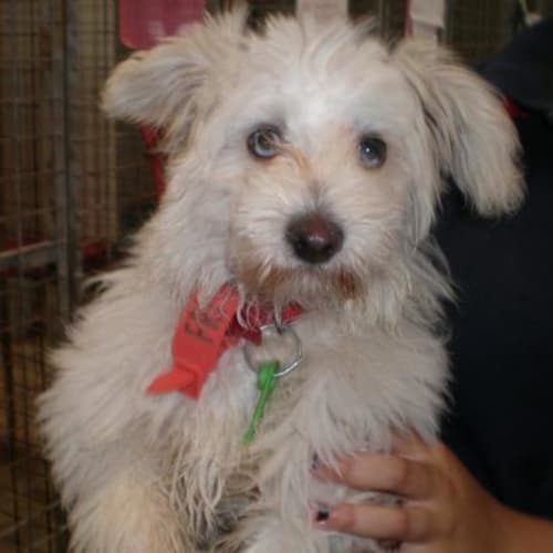 No photo for Bling **Now Adopted**