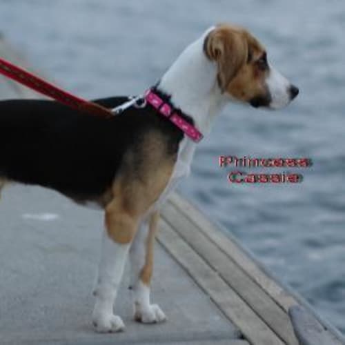 No photo for Burtie & Cassie (On Trial)