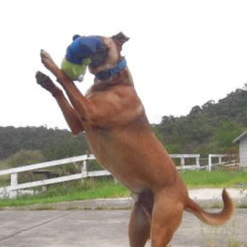 No photo for Brown Dog