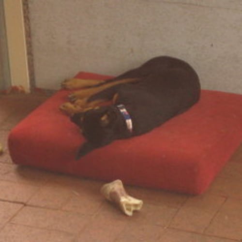 No photo for **Adoption Pending** Peschie