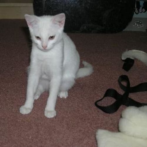 No photo for Kinshou