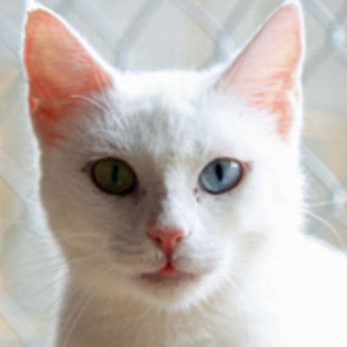 No photo for Calypso