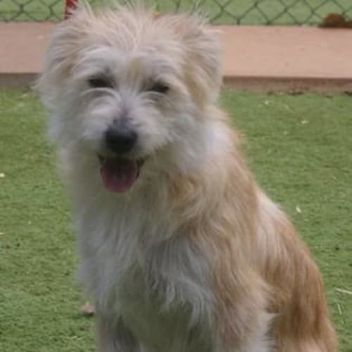 No photo for Scruffy