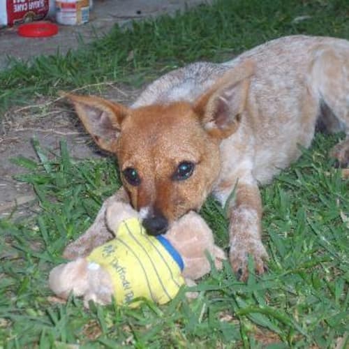 No photo for Angel   On Trial!!