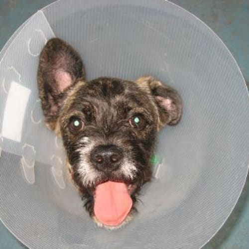 No photo for *Adoption Pending*Bob