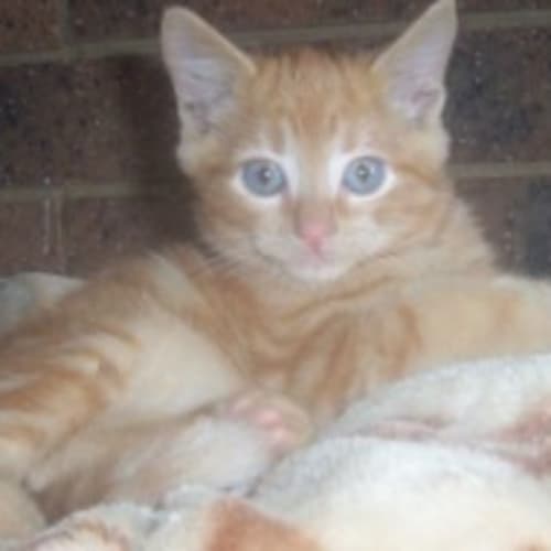 No photo for Ginger Meggs