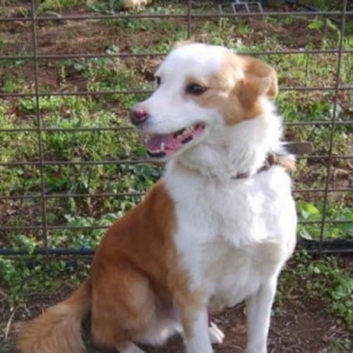 Sandy Adopted
