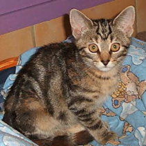 No photo for Tabby