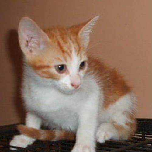 No photo for Marmalade