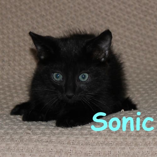 Sonic