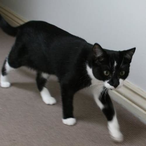 No photo for Slinky