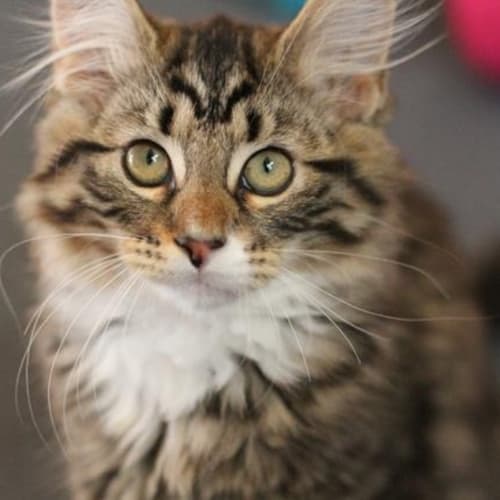 No photo for Pound Cats | Adrian