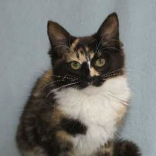 Allegra