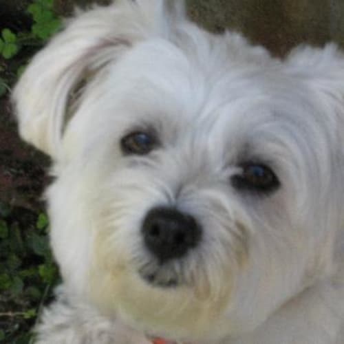 No photo for Sassy **Now Adopted**