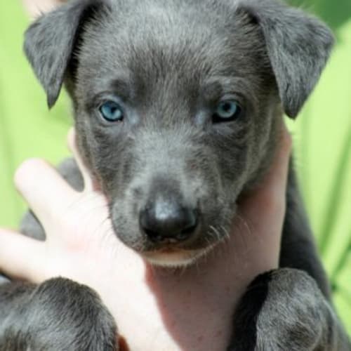 No photo for Greyhound Puppy