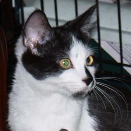Freckles - Friendly Affectionate