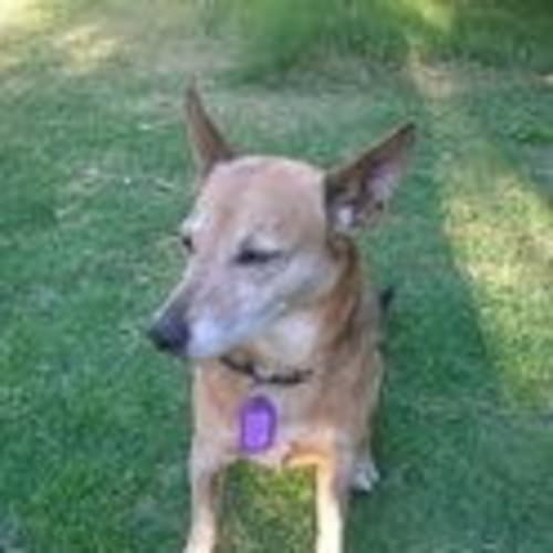 No photo for **Adoption Pending** Queenie