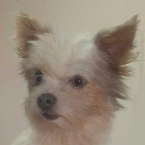 Frankie the Tiny Blue Eyed Boy!