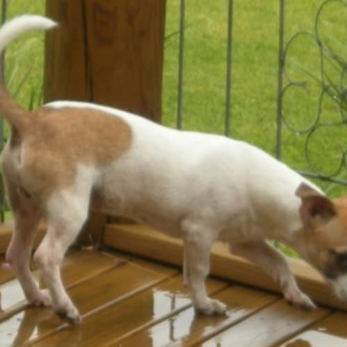 No photo for Alfie***Adoption Pending***