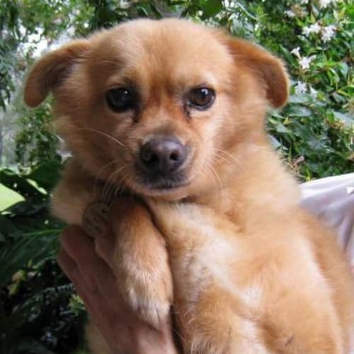 Rusty the 3 Legged Cutie!