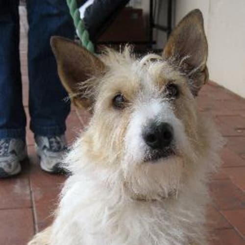 No photo for White & Tan Terrier