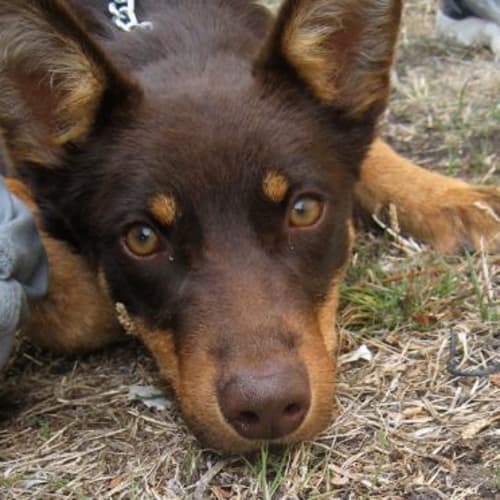 No photo for Rusty
