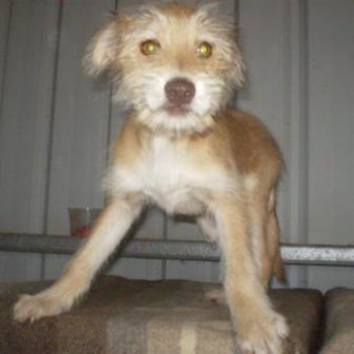 Chester