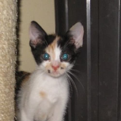 Kitten Three