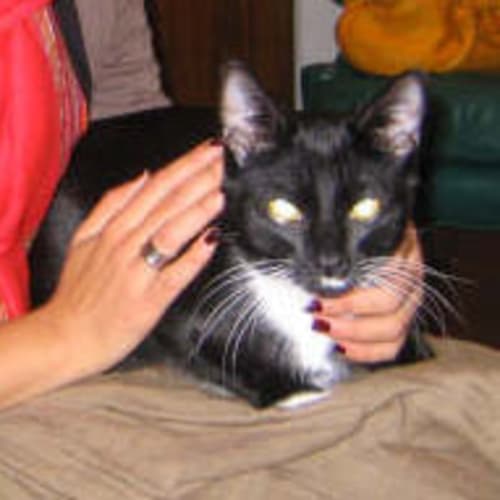 No photo for Sox