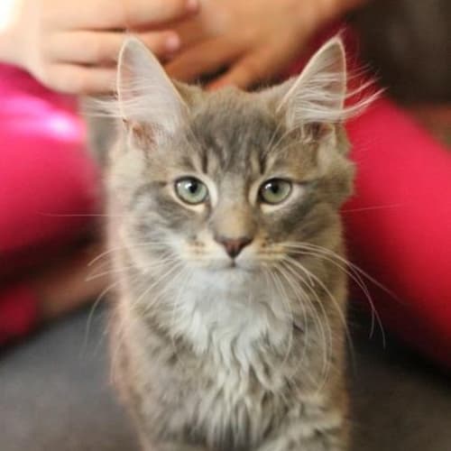 No photo for Pound Cats | Adam