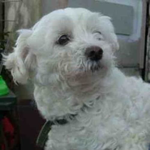 No photo for Blanche **Now Adopted**