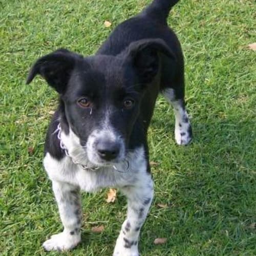 Lucy Adopted