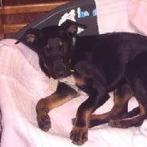No photo for **Adoption Pending** Cody