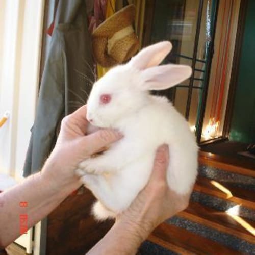 No photo for Baby Bunny With Cage Etc