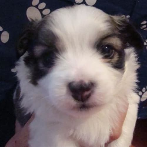 Lewie