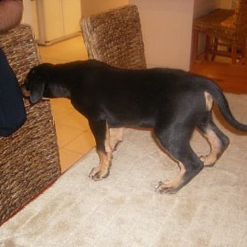 No photo for **Adoption Pending** Emmi