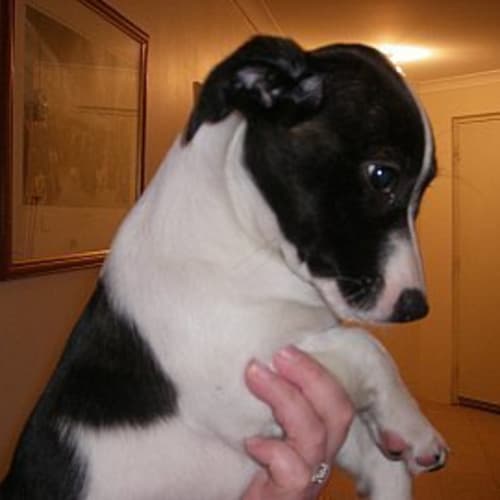 No photo for **Adoption Pending** Pandora