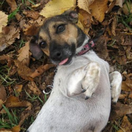 No photo for Dolly