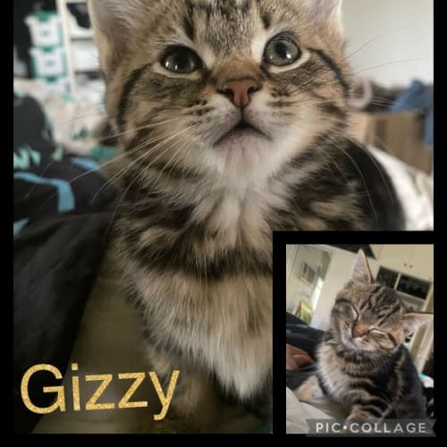 Gizzy