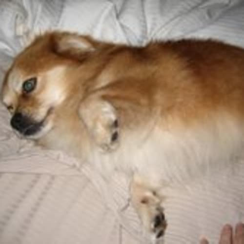 No photo for **Adoption Pending** Max