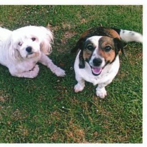 No photo for Ruby & Henrietta (Both On Hold)