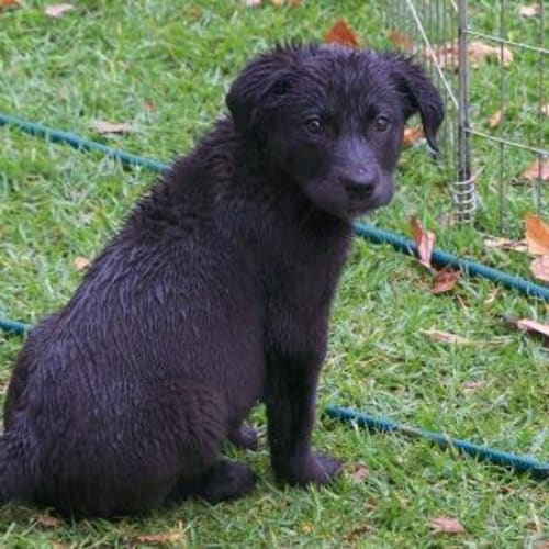 Robbie Adopted