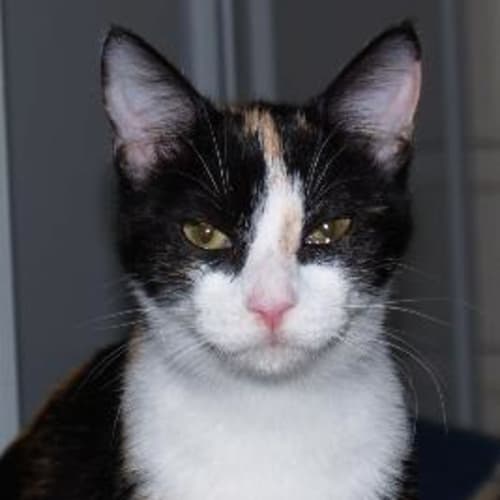 Maggie - Loves To Drink As You Pour Water