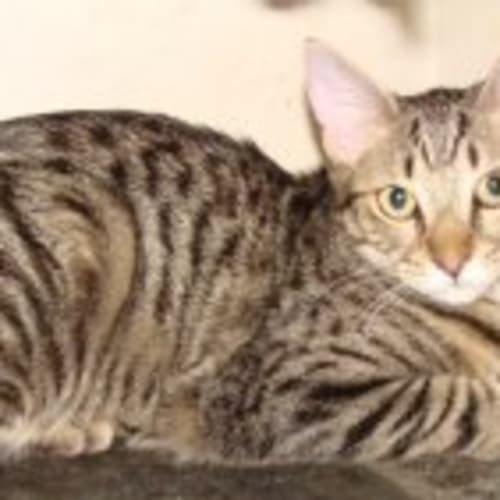 Kozi