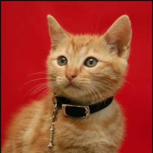 Marmalade