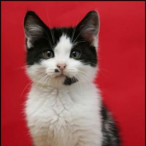Sylvester