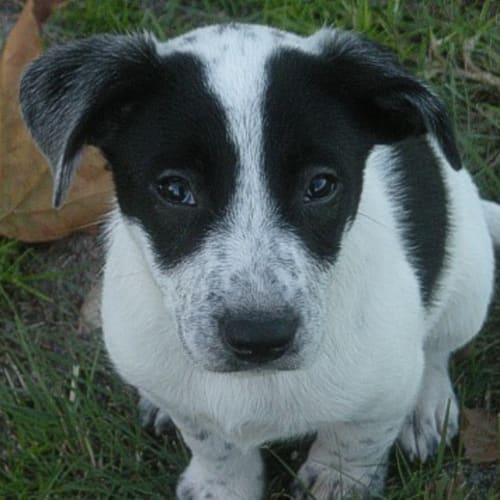 No photo for Burra***Adoption Pending***